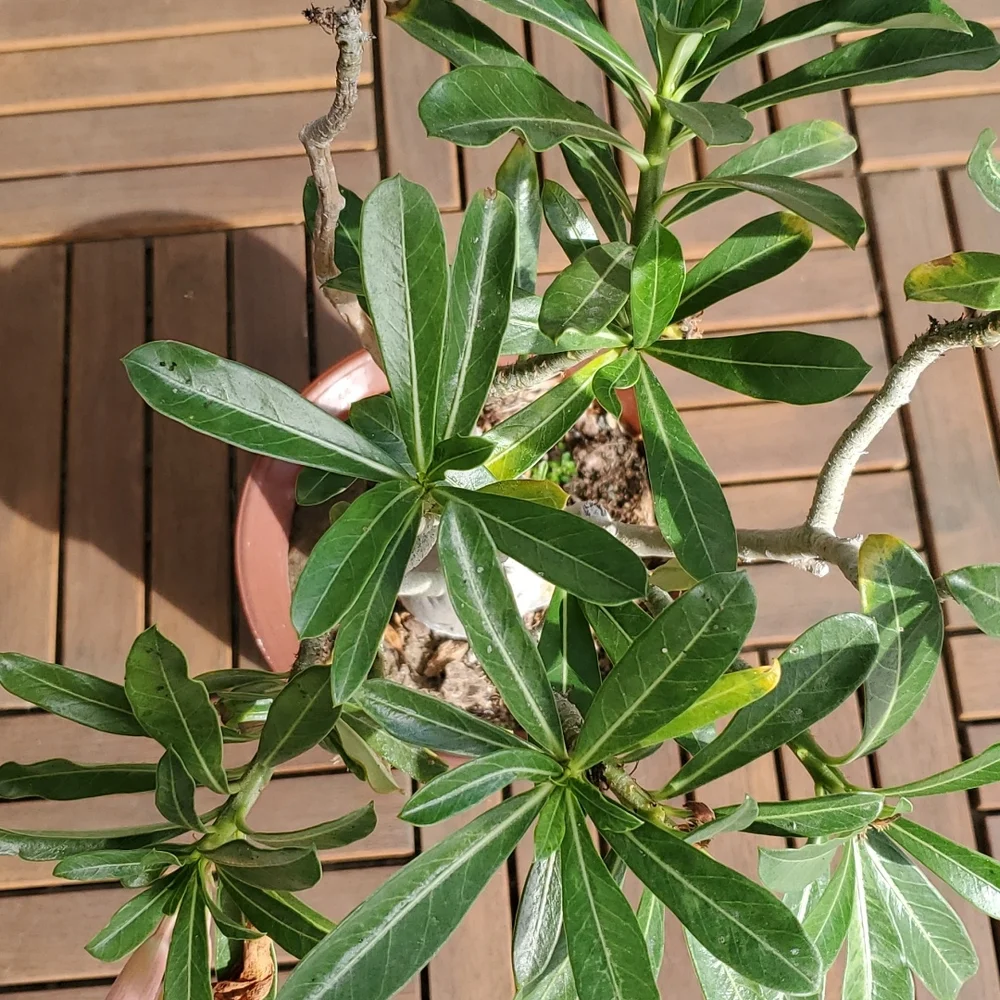 Desert Rose -large - Picture 4 of 4